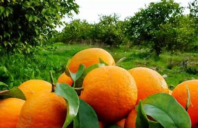 صادرات ۲۰۰ میلیون دلاری محصولات تازه و فرآوری شده مرکبات