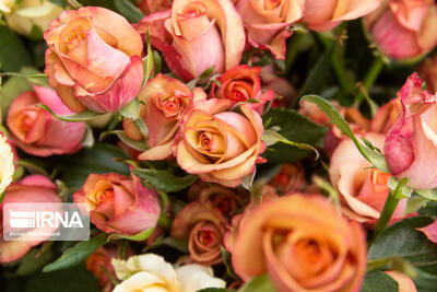  همدان، پایتخت نوین رُز ایران و دروازه صادرات خاورمیانه