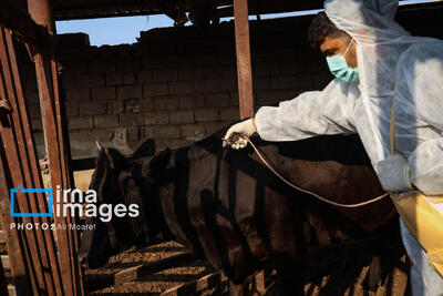  اجرای بیش از ۴۶ هزار مورد پایش بیماری‌های دامی در خوزستان