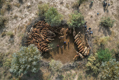  الماس ذَبّه؛ وقتی یک نژاد بومی، راه‌حل بحران آب و اقلیم می‌شود