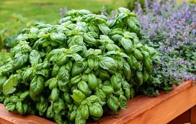  خواص و مضرات ریحان برای بدن