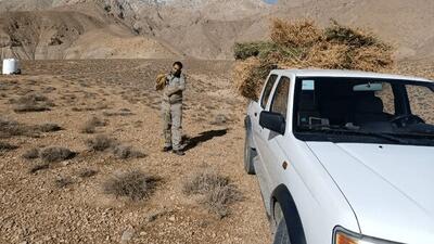 زمستان سخت در کوه‌ها و دشت‌های شاهرود/ نذر علوفه برای حیات‌وحش