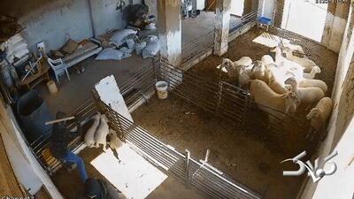 وحشیانه‌ترین رفتار با گوسفندان + ویدئو | تصاویری از گوسفند تلف شده با چاقو - مجله اینترنتی کولاک