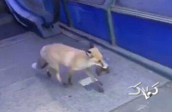 شکار موش توسط روباه در میدان هفت تیر تهران | تصاویری حیرت‌انگیز و بی سابقه از مشاهده روباه در قلب پایتخت - مجله اینترنتی کولاک