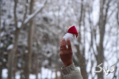 هشدار هواشناسی برای تهران | سامانه بارشی جدید از غرب وارد کشور می شود - مجله اینترنتی کولاک