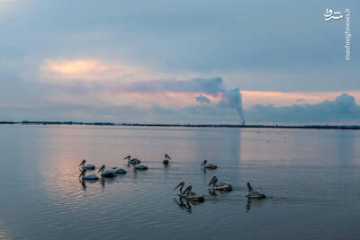 عکس/ بازگشت غارغارک‌ها