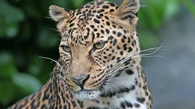 پلنگ باشکوه ایرانی در جنگلهای هیرکانی مازندران