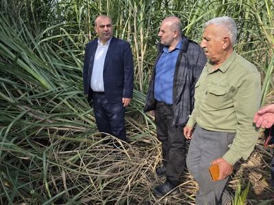 گلشن: لنگرود دارای ۷ هکتار سطح زیرکشت نیشکر است