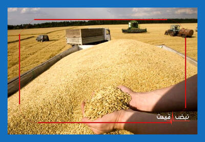افزایش شتابانِ قیمت گندم؛ گزارش کامل از وضعیت بازار گندم در ایران و جهان (۳ دی ۱۴۰۴)