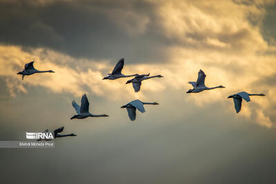 بدون تحول، حفاظت پرندگان در ایران محکوم به شکست است