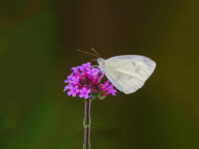 سکوت در هنگامه بال‌ها