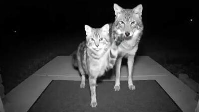 آیا هوش مصنوعی می‌ تواند قاتل کودکان و حیوانات شود؟ تحلیل کامل!