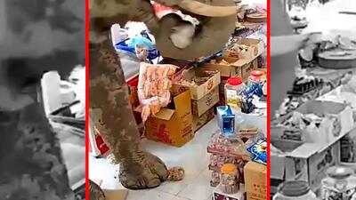  فیلم دزدی خونسردانه فیل از مغازه