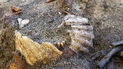 رازهای نهفته در گور وایکینگ‌ ها؛ کشف تاریخی در نروژ