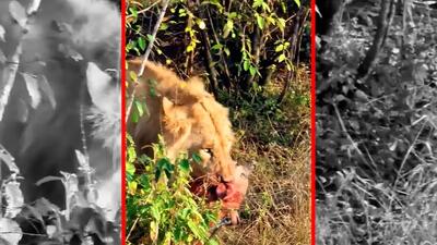  فیلم کشته شدن کفتار توسط شیر نر جوان