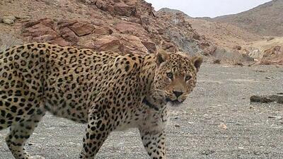 ثبت تصویر نادر از پلنگ ایرانی در قلب پارک ملی صیدوا + فیلم