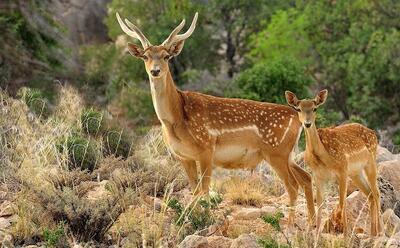 تولد ۲ گوزن زرد از ابتدای سال تاکنون | ۴۰ قلاده از این گونه در پارک ملی دز زیست می‌کنند