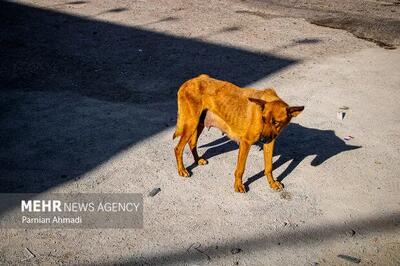 هشدار در مورد ورود حیوانات وحشی به روستاهای طرقبه شاندیز