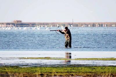 بازار پرندگان مهاجر؛ ضیافتی خونین که به زیرزمین رفت