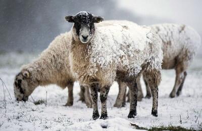 قیمت جدید دام‌زنده ۲ دی‌ماه ۱۴۰۴