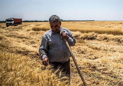 افزایش قیمت گندم براساس کیفیت محصول/تزریق سالانه 2 همت به اقتصاد گلستان - تسنیم