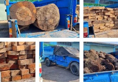 تشدید مقابله با قاچاق چوب در غرب مازندران - تسنیم