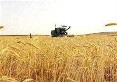 مزارع مشارکتی میدان آزمون 11 رقم گندم در اقلیم سمنان - تسنیم