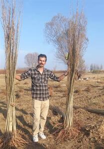 خرید نهال صنوبر یکساله با 5 هزارتومان، دو ساله 16 هزار تومان و نهال سه ساله گردو 100 هزار تومان! برای اولین بار در ایران - تسنیم