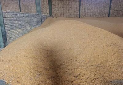 توقیف 45 تن ذرت قاچاق در سمنان با هوشیاری پلیس اقتصادی - تسنیم