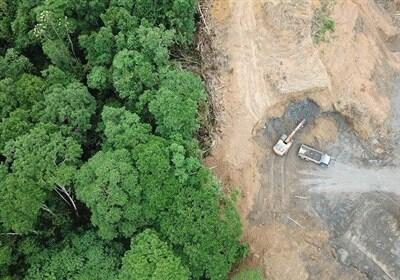 افزایش 13 درصدی جنگل‌خواری و ساحل‌خواری در گلستان/110 متخلف دستگیر شدند - تسنیم