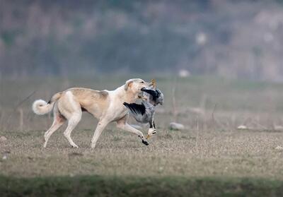 افزایش 20 درصدی گازگرفتگی سگ‌های ولگرد در کهگیلویه و بویراحمد - تسنیم