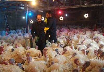 قزوین قطب نوظهور تولید گوشت بوقلمون در کشور - تسنیم