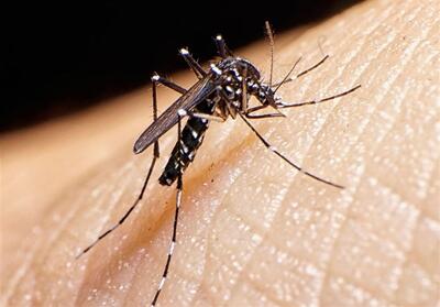 شمار مبتلایان به تب دنگی در هرمزگان به 256 نفر رسید - تسنیم