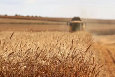 اعلام برنامه کشت گندم کشور؛ گندم آبی و دیم در ۶ میلیون هکتار