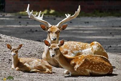 جنگل‌های دز میزبان ۴۰ گوزن زرد ایرانی با دو تولد جدید