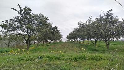  شناسنامه‌دار شدن ۲۱۲ هکتار از باغات سوادکوه شمالی