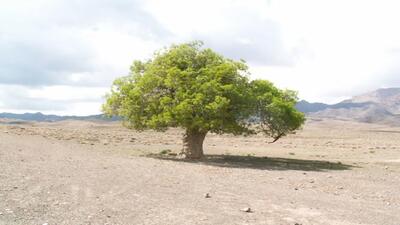  تصاویری از یک درخت کهنسال در روستای درزاب بجستان