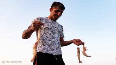 افزایش ۳۷ درصدی تولید میگو/ بوشهر نخستین تولیدکننده میگو کشور