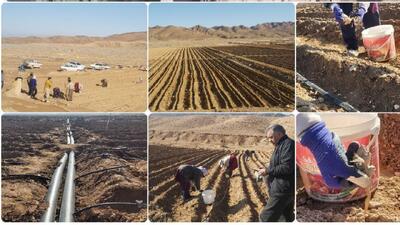  آغاز عملیات کاشت نشا گیاه آنغوزه در  روستاهای بشرویه