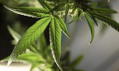 ماری‌جوانا و سیستم ایمنی