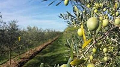  طارم در صدر جدول تولید زیتون کشور