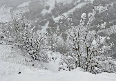 بارش زیبای برف در محلات