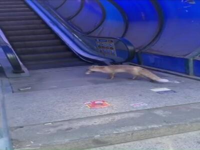 شکار موش توسط روباه در میدان هفت تیر تهران