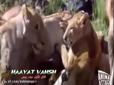  جدال شیر نر و کروکودیل بر سر طعمه