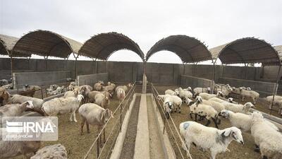  پرداخت یکهزار و ۱۸۰ میلیارد ریال تسهیلات به دامداران خراسان شمالی