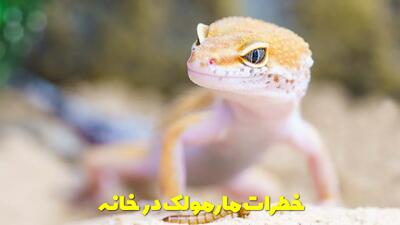  خطرات مارمولک در خانه | چگونه مارمولک را در خانه پیدا کنیم و به دام بیاندازیم؟