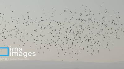  پایتخت زیر ابری از دود