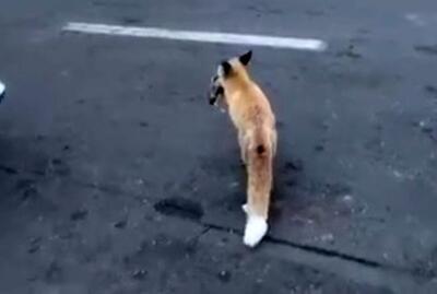 شکار موش توسط روباه در میدان هفت تیر تهران