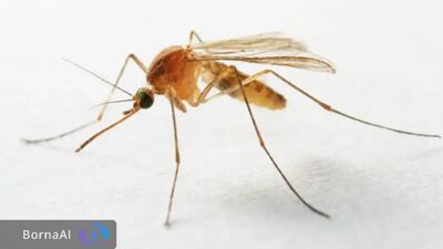 پشه‌ها تبدیل به چاپگر سه‌بعدی می‌شوند