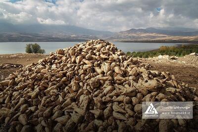 «قپیرا» از فروش 4 ماهه گزارش داد